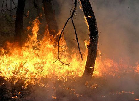 На кордоні Мукачівщини та Берегівщини горів ліс На кордоні Мукачівщини та Берегівщини горів ліс