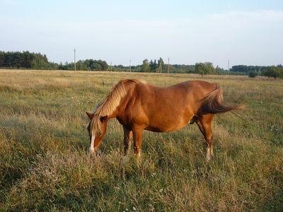 На Мукачівщині чоловіка вбив кінь На Мукачівщині чоловіка вбив кінь
