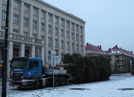 В Ужгороді, на площу Народну привезли ялинку (ФОТО) В Ужгороді, на площу Народну привезли ялинку (ФОТО)