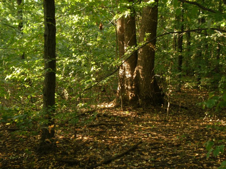 Міліція встановила особу людини, яка загинула на Мукачівщині Міліція встановила особу людини, яка загинула на Мукачівщині