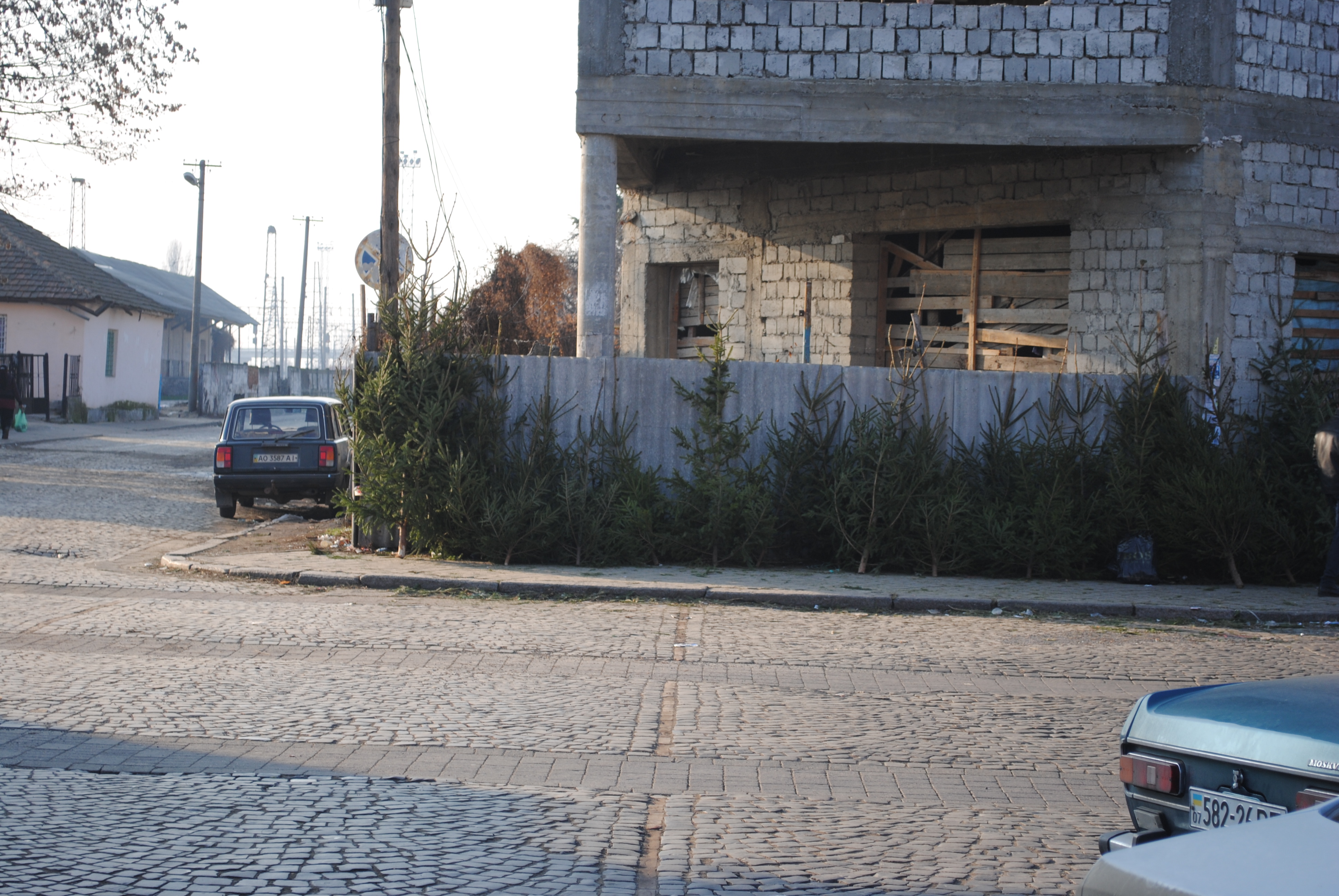 У Мукачеві досі повноцінно працюють стихійні ринки з продажу ялинки (ФОТО) У Мукачеві досі повноцінно працюють стихійні ринки з продажу ялинки (ФОТО)