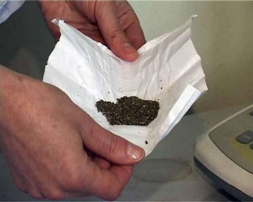 Мукачівець спробував реалізувати марихуану у Кендерешові Мукачівець спробував реалізувати марихуану у Кендерешові