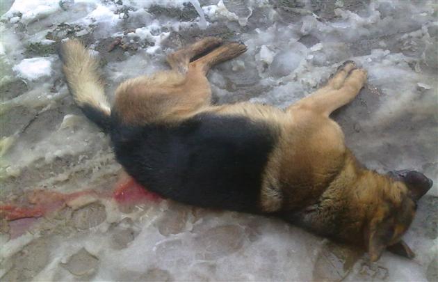 У мікрорайоні Підгоряни чоловік серед білого дня застрелив собаку (ФОТО 18+) У мікрорайоні Підгоряни чоловік серед білого дня застрелив собаку (ФОТО 18+)
