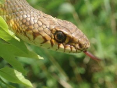 Мукачівка на Львівщині потрапила до лікарні через укус змії Мукачівка на Львівщині потрапила до лікарні через укус змії
