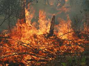 Лише за вісім липневих днів на Закарпатті уже сталося 11 пожеж