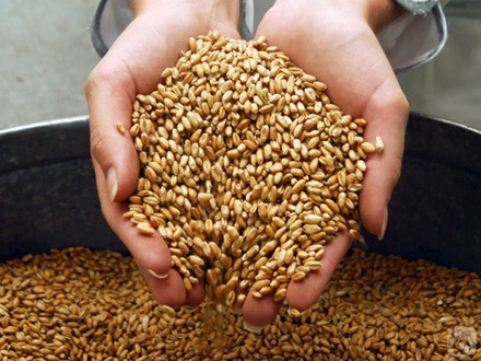В Україні цьогорічні запаси зерна нижчі, ніж минулого року