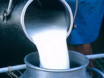 На Закарпатті надходження молока на переробні підприємства знизилось на 67,4%