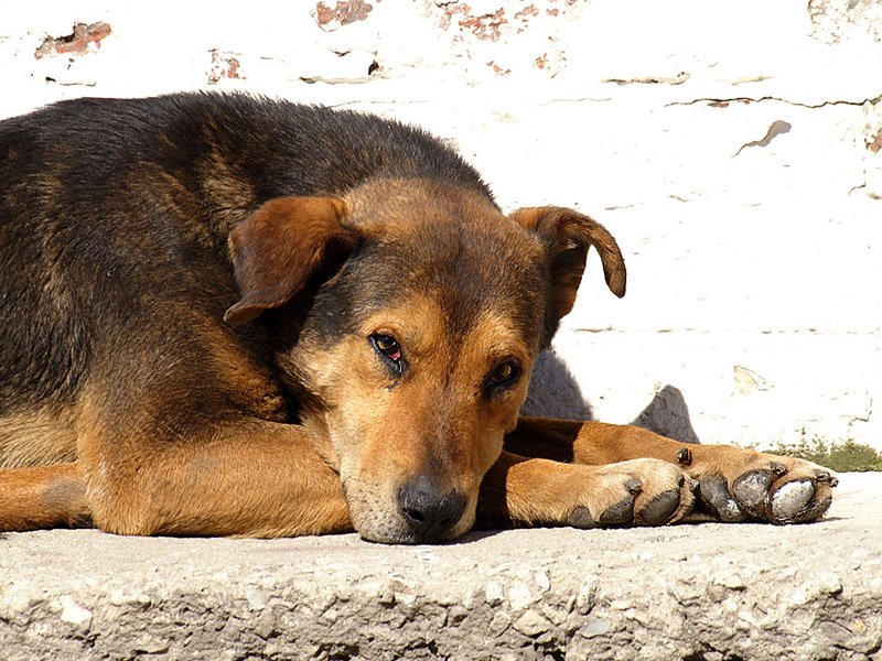 За кілька днів австрійські ветеринари прибудуть до Ужгорода аби допомогти вирішити проблему безпритульних тварин