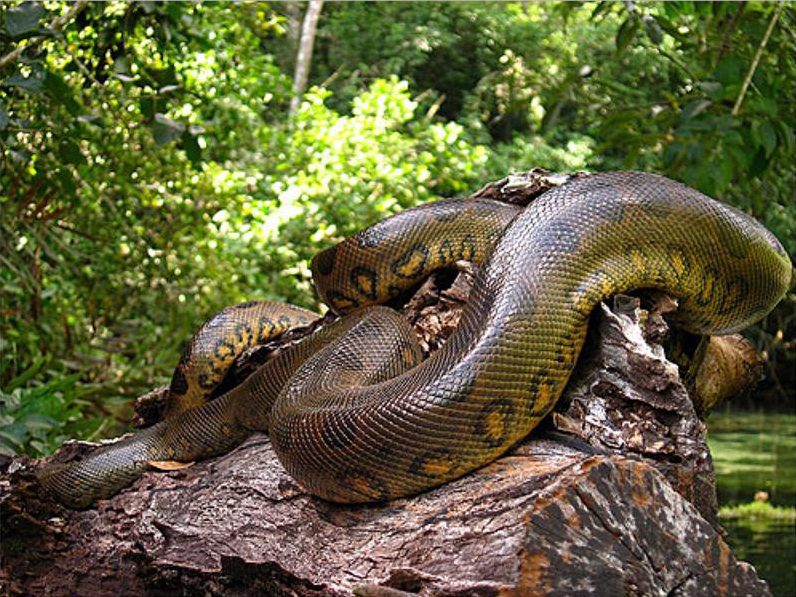 На Закарпатті убили змію завдовжки 4 метри