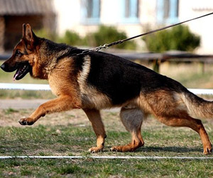 Найкращу службову собаку визначали у Мукачеві на обласних змаганнях (ВІДЕО)
