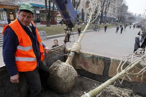 В Ужгроді практично всі молоді дерева загинули (ВІДЕО) В Ужгроді практично всі молоді дерева загинули (ВІДЕО)