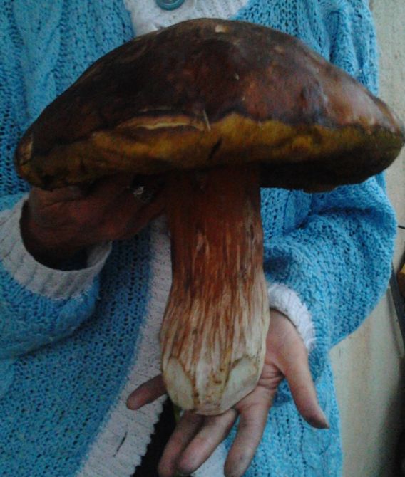 Мукачівець знайшов рекордно великого гриба (ФОТО)