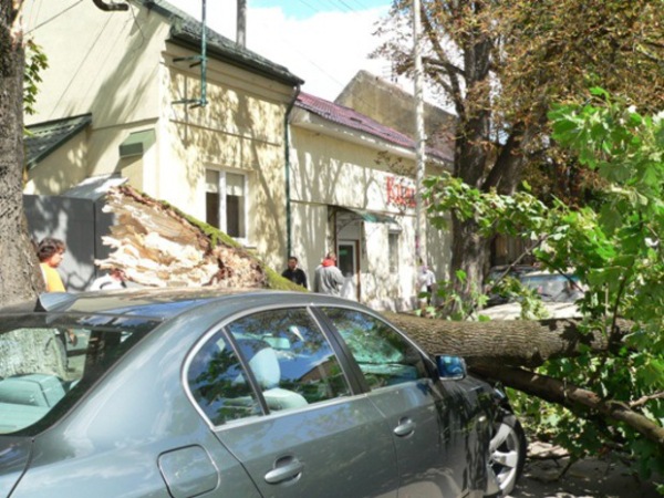 В Ужгороді гілка дерева впала на припаркований BMW і розтрощила його передню частину (ФОТО)