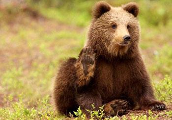 У Центрі реабілітації бурих ведмедів НПП "Синевир" поселився новий мешканець