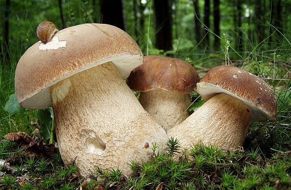 У лісах Закарпаття розпочався сезон збирання грибів