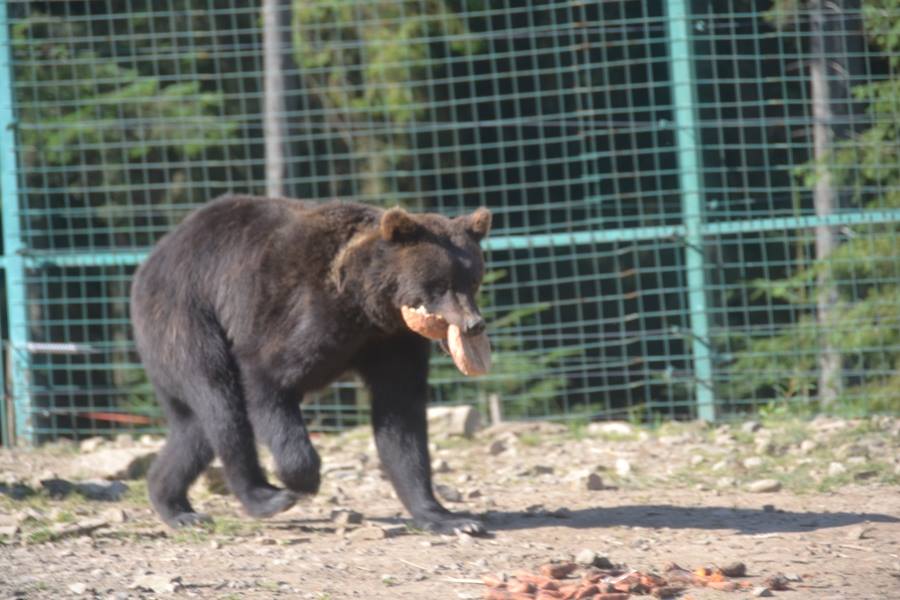 У Центрі реабілітації бурих ведмедів Національного природного парку "Синевир" вже готуються до зими