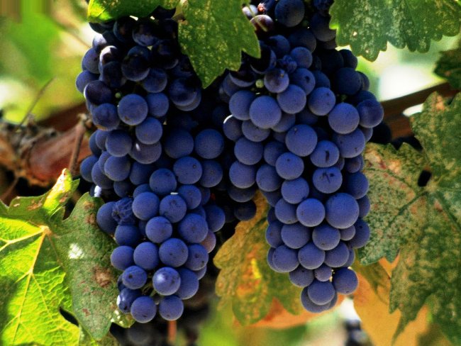 У Виноградові ентузіаст вирощує на одній ділянці понад 250 сортів винограду зі всього світу