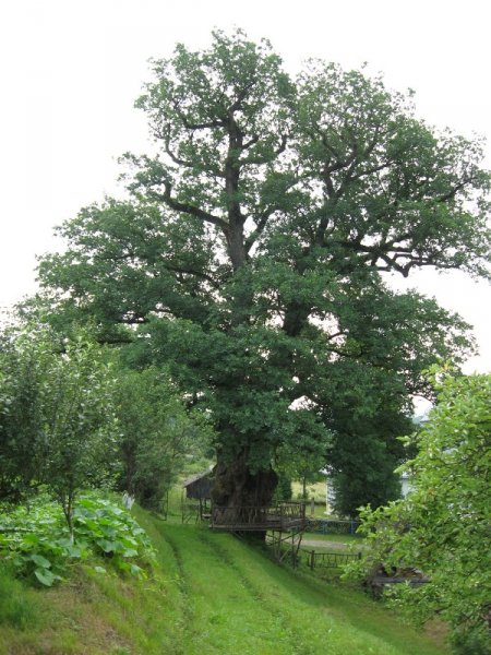 На Закарпатті ростуть унікальні дерева, яким понад 1200 років (ВІДЕО)