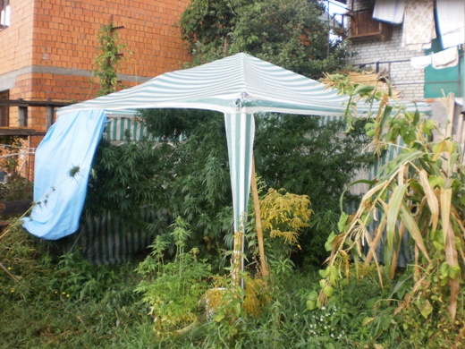 Мукачівський "винахідник" вирощував коноплю біля свого будинку, накривши її палаткою (ФОТО)