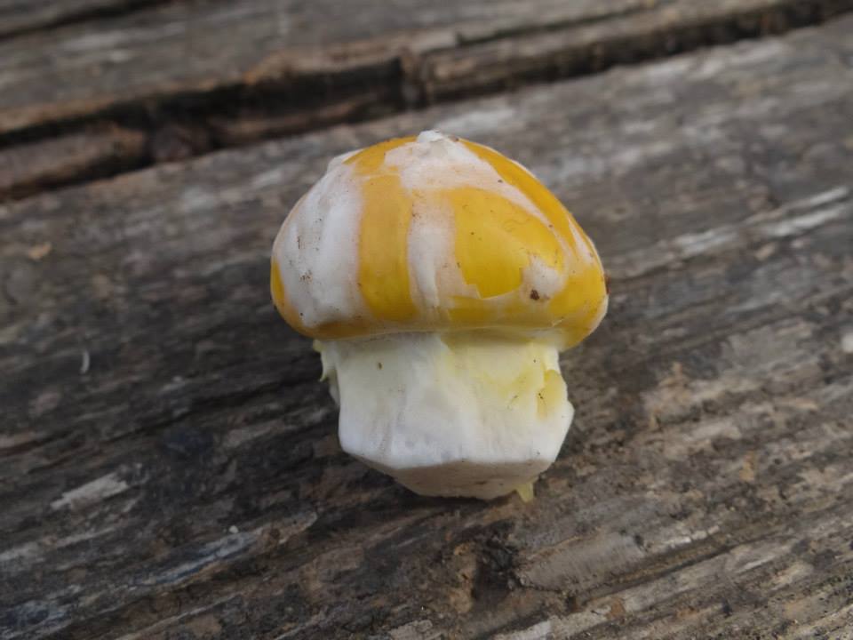 На Закарпатті росте гриб, який любив смакувати сам Юлій Цезар (ФОТО)