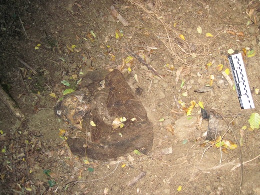 З’явилося фото черепу, який знайшли неподалік Верхнього Коропця (ФОТО 18+)