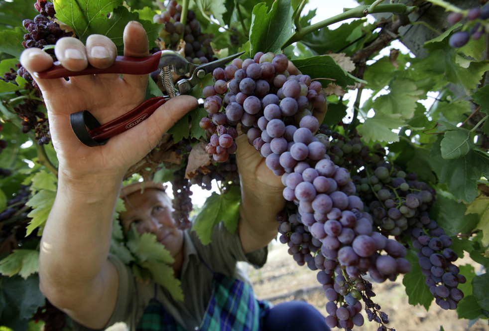 На Закарпатті триває сезон збору винограду