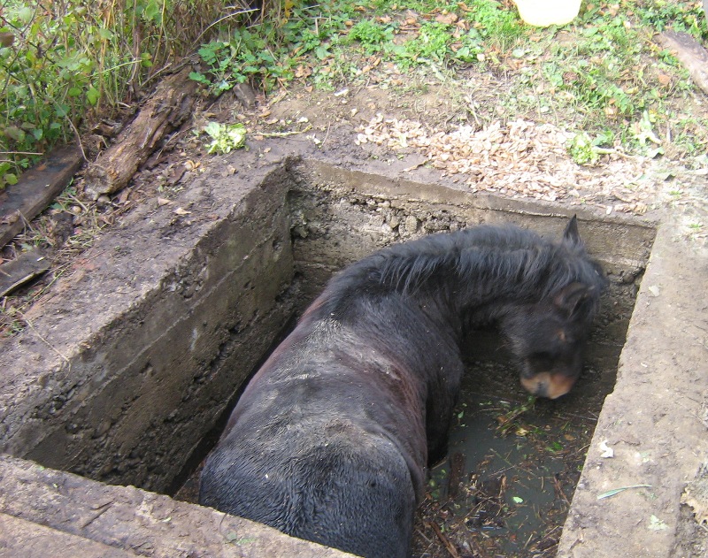 На Великоберезнянщині МНСники витягали коня із каналізаційної ями