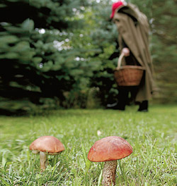 У лісі на Великоберезнянщині чоловік, збиравши гриби, знайшов труп людини