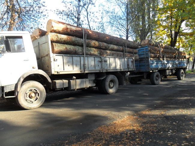 Протягом тижня інспектори ДАІ Іршавського району виявили п’ять фактів розкрадання лісу 
