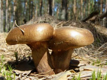 На Берегівщині ціла сім’я отруїлась грибами, які вона назбирала напередодні