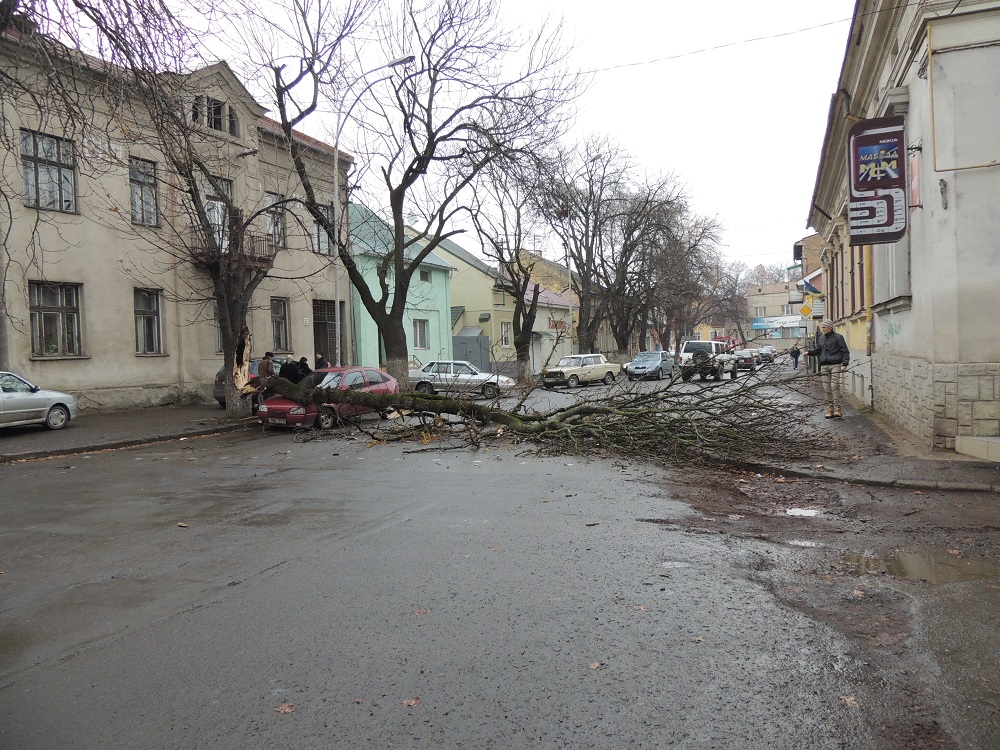 В Ужгороді старе дерево впало на припаркований автомобіль (ФОТО)