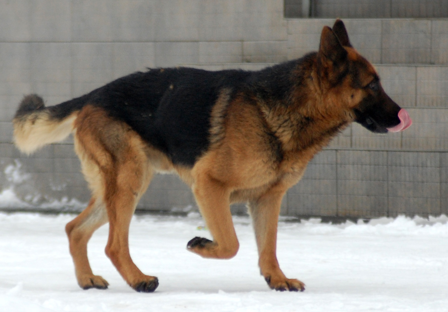 На Хустщині невідомий із рушниці застрелив трьох дворових собак