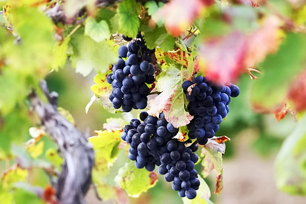 Платники податків Закарпаття сплатили понад 25 мільйонів гривень збору на розвиток виноградарства
