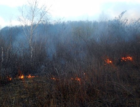 У Мукачеві горіли чагарники У Мукачеві горіли чагарники