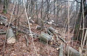 КП «Боздоський» відшкодує майже 74 тисяч гривень за незаконну вирубку дерев КП «Боздоський» відшкодує майже 74 тисяч гривень за незаконну вирубку дерев