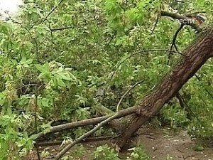 Дерево впало на дорогу у Хусті Дерево впало на дорогу у Хусті