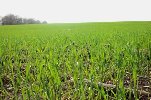 В області сподіваються на цьогорічний добрий урожай зернових В області сподіваються на цьогорічний добрий урожай зернових