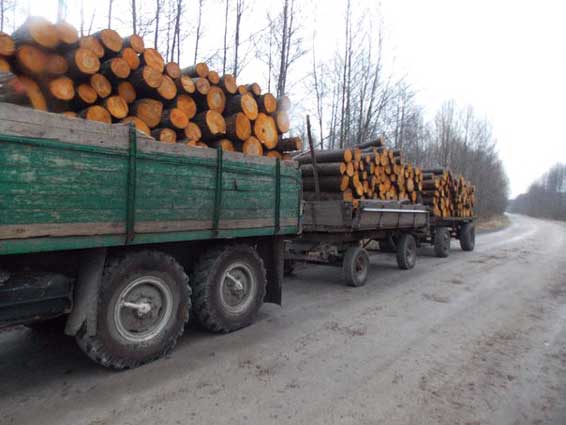 Через Закарпаття намагались перевезти "нічийний" ліс Через Закарпаття намагались перевезти "нічийний" ліс