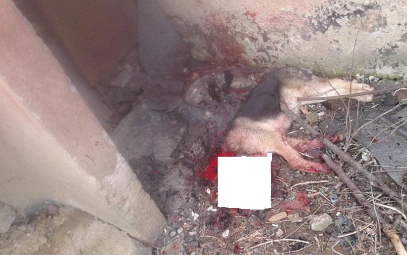 Поліція Ужгорода відпустила чоловіка, який на очах у людей вбив собаку Поліція Ужгорода відпустила чоловіка, який на очах у людей вбив собаку