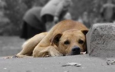 Ужгородська влада не буде труїти собак Ужгородська влада не буде труїти собак