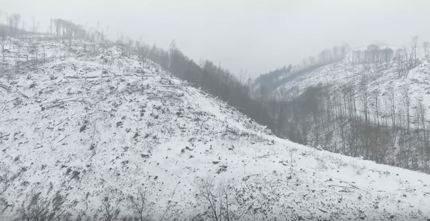 Мережу сколихнуло нове відео масштабів вирубку лісу на Закарпатті Мережу сколихнуло нове відео масштабів вирубку лісу на Закарпатті