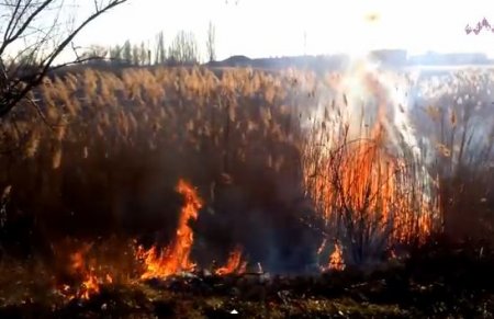 У Виноградові горіли чагарники У Виноградові горіли чагарники