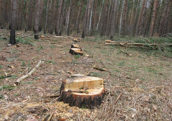 На Великоберезнянщині біля словацького кордону виявлено незаконну рубку лісу На Великоберезнянщині біля словацького кордону виявлено незаконну рубку лісу