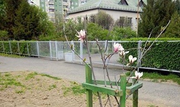 У Мукачеві розцвіли висаджені минулоріч магнолії У Мукачеві розцвіли висаджені минулоріч магнолії
