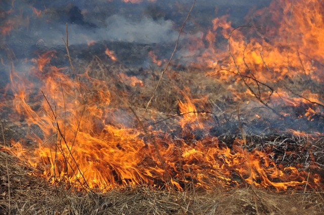 На Виноградівщині горіли чагарники На Виноградівщині горіли чагарники