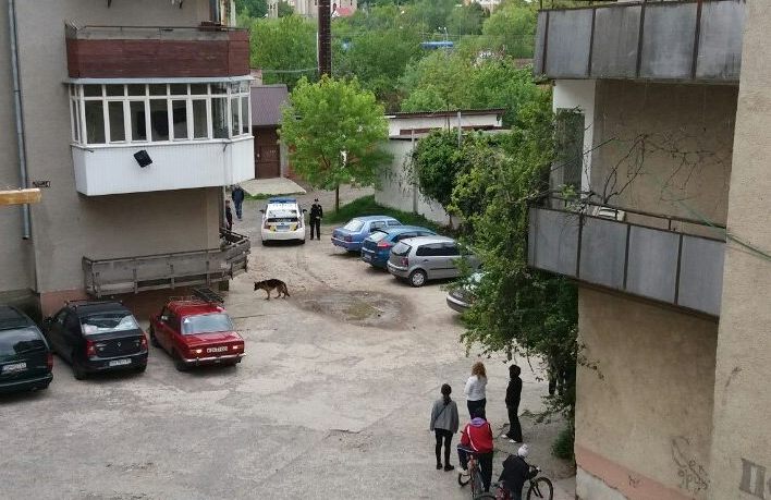 Вівчарка покусала на одній із вулиць Ужгорода кілька собак та напала на двох людей Вівчарка покусала на одній із вулиць Ужгорода кілька собак та напала на двох людей
