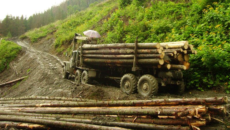 На санітарну вирубку лісу введено тимчасову заборону На санітарну вирубку лісу введено тимчасову заборону