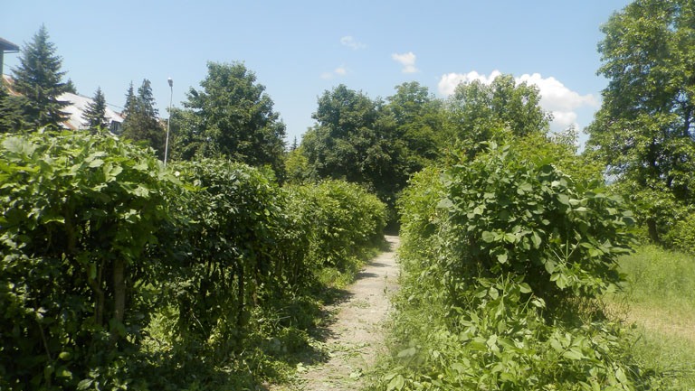 Біля колишнього лісокомбінату у Хусті комунальники відновлюють скверик Біля колишнього лісокомбінату у Хусті комунальники відновлюють скверик