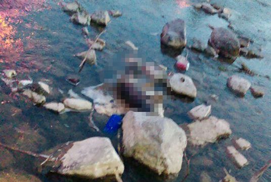 В Ужгороді знову по-варварськи вбили собаку В Ужгороді знову по-варварськи вбили собаку