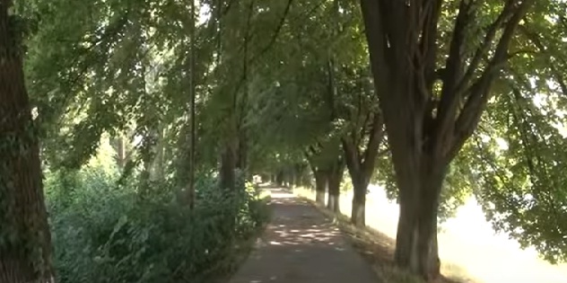 Частина центру Ужгорода заростає кущами Частина центру Ужгорода заростає кущами